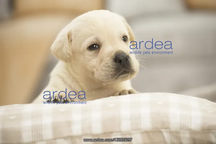  : Labrador Dog, puppy