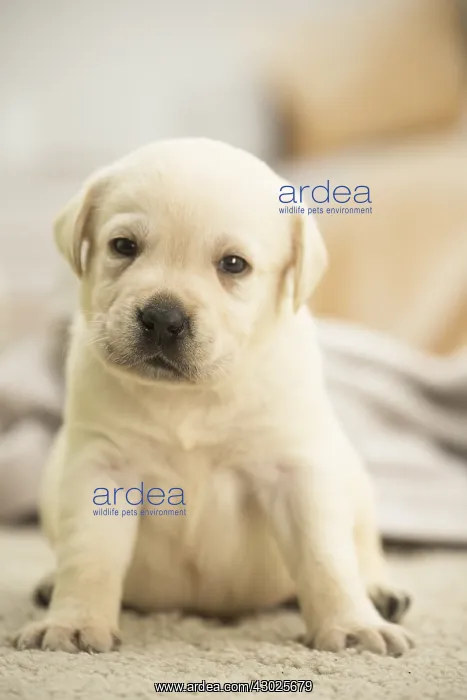  : Labrador Dog, puppy