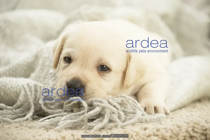  : Labrador Dog, puppy