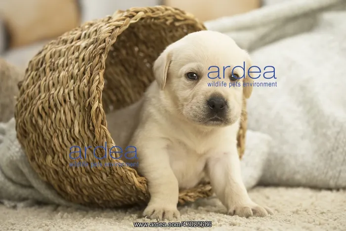 : Labrador Dog, puppy