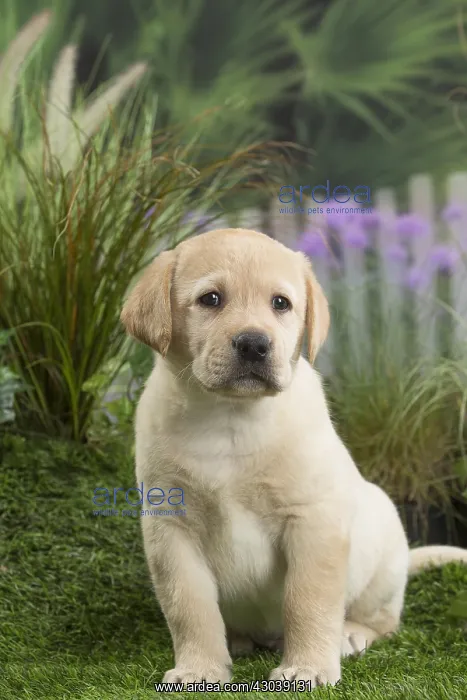  : Labrador Dog puppy