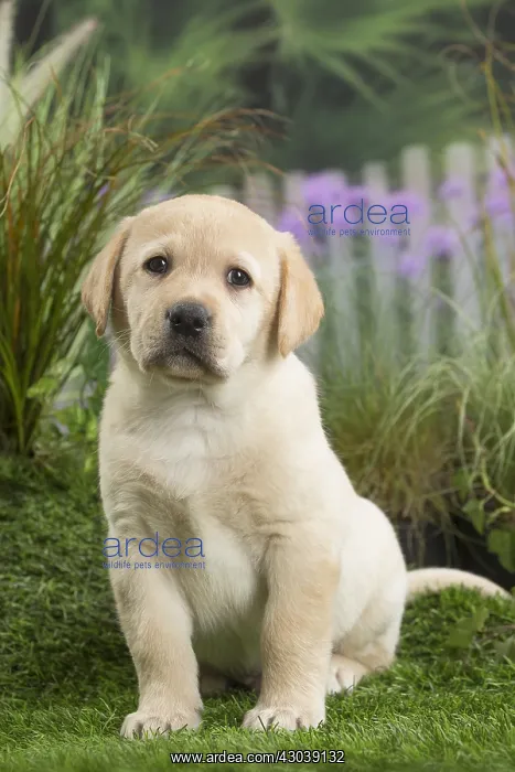 : Labrador Dog puppy