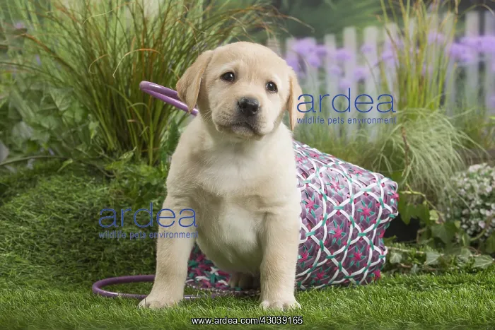  : Labrador Dog puppy