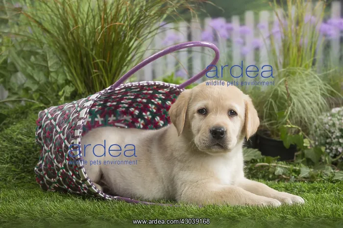  : Labrador Dog puppy