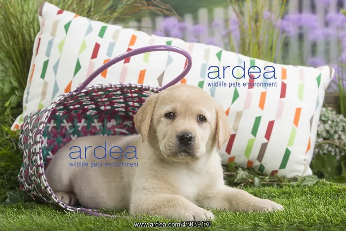  : Labrador Dog puppy