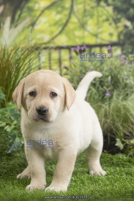  : Labrador Dog puppy