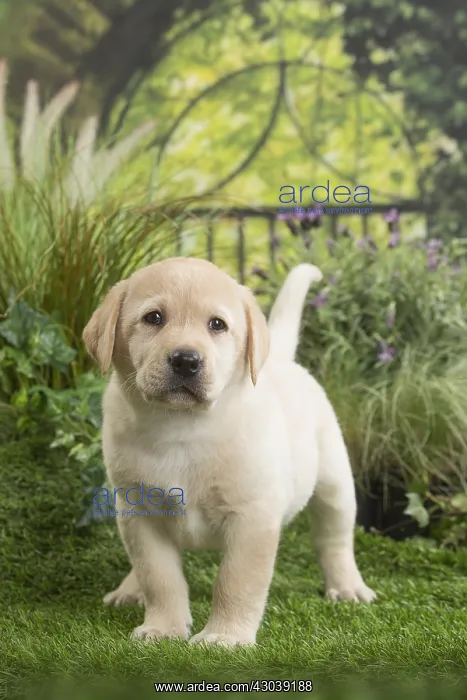  : Labrador Dog puppy