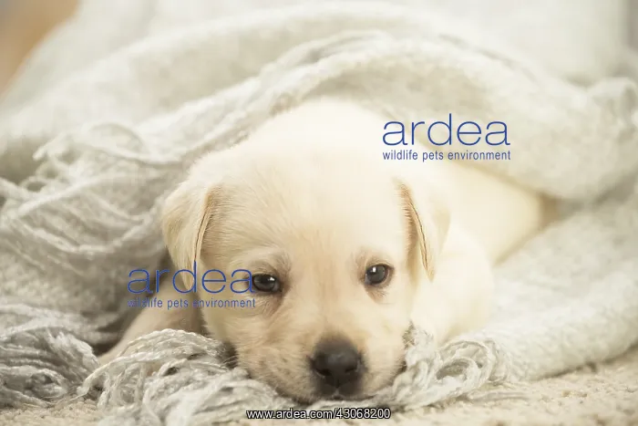  : Labrador Dog, puppy