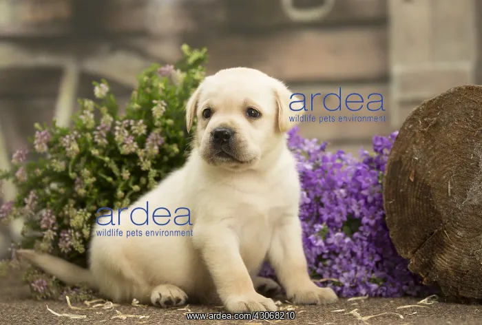  : Labrador Dog, puppy