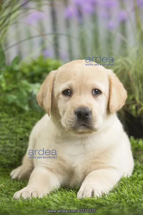  : Labrador Dog puppy