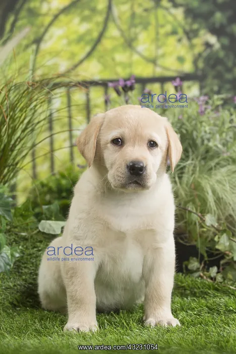  : Labrador Dog puppy