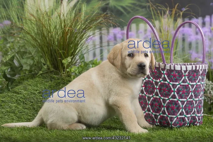  : Labrador Dog puppy