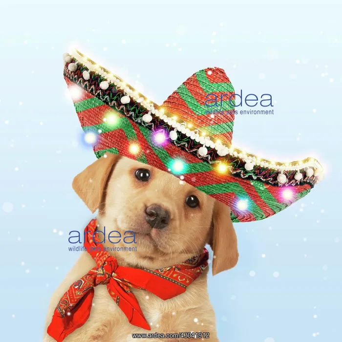 : Labrador Dog puppy (7weeks old ) wearing a Christmas : Labrador Dog puppy (7weeks old ) wearing a Christmas