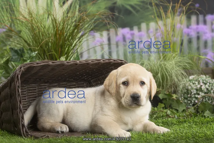 : Labrador Dog puppy in basket
