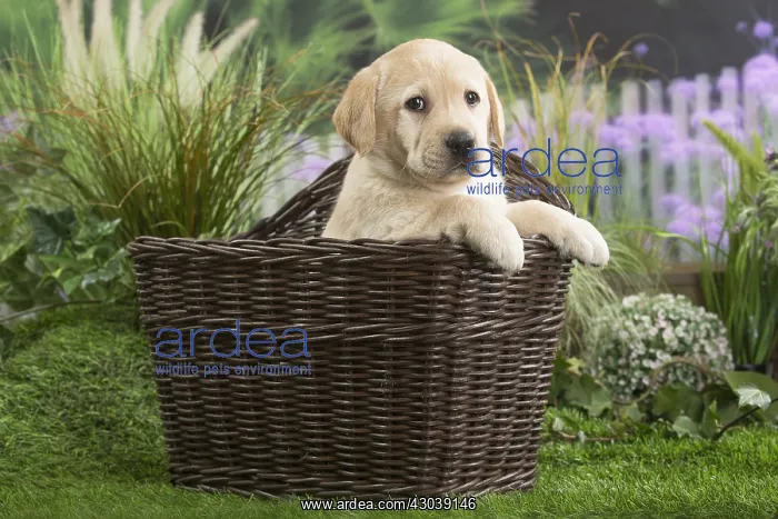  : Labrador Dog puppy in basket