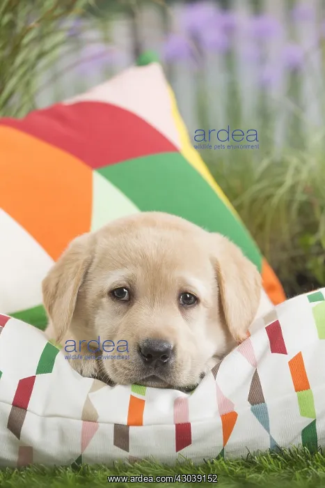  : Labrador Dog puppy on cushion