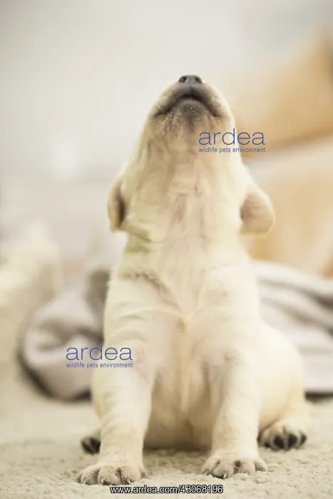  : Labrador Dog, puppy Labrador Dog, puppy