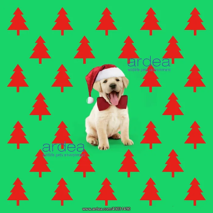 : Labrador Dog, puppy wearing Christmas hat with Christmas : Labrador Dog, puppy wearing Christmas hat with Christmas