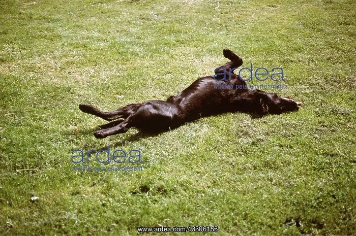 : Labrador DOG - Rolling : Labrador DOG - Rolling