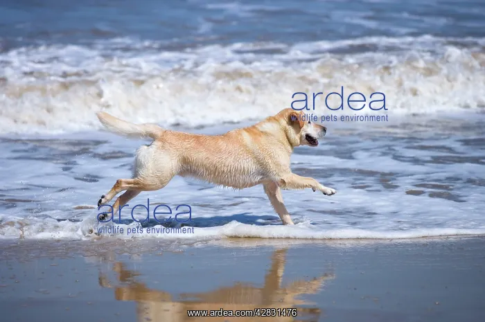 : Labrador Dog - Running on beach : Labrador Dog - Running on beach