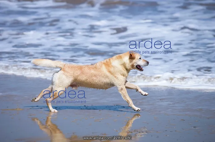  : Labrador Dog - Running on beach