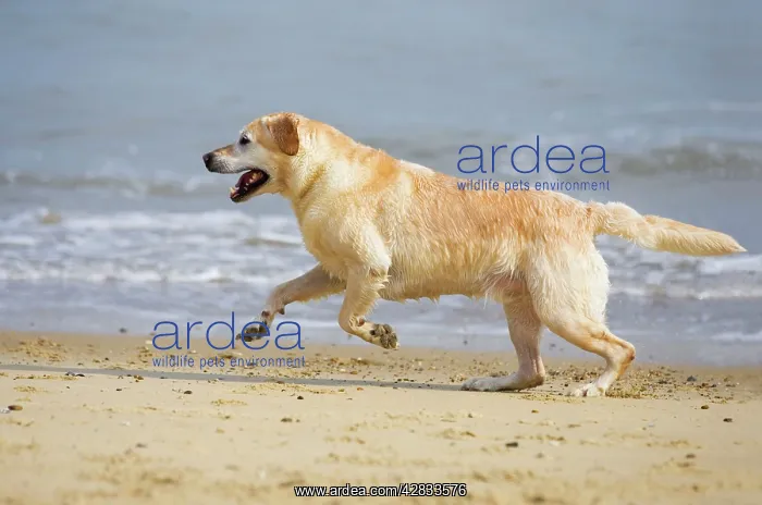  : Labrador Dog - Running on beach