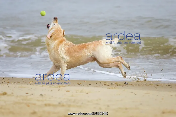 : Labrador Dog - Running on beach and chasing ball : Labrador Dog - Running on beach and chasing ball