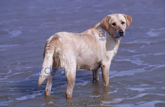 : LABRADOR DOG on sea shore : LABRADOR DOG on sea shore