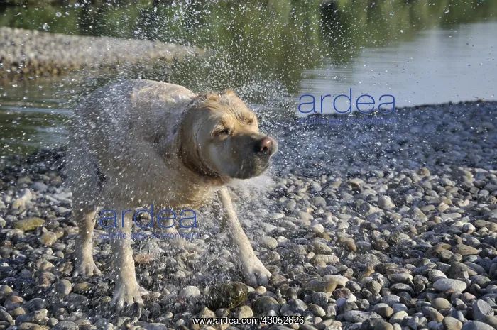 : Labrador dog is shaking after swimming : Labrador dog is shaking after swimming