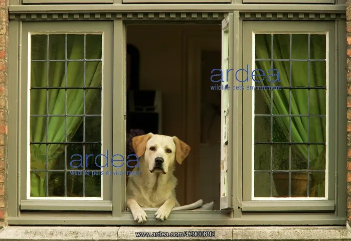  : Labrador DOG - at window of house