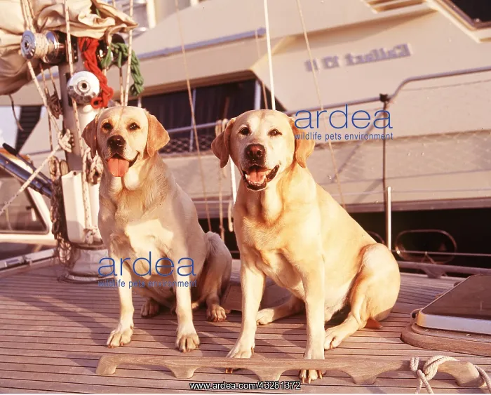 : LABRADOR DOGS on deck of boat : LABRADOR DOGS on deck of boat