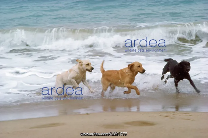 : Labrador DOGS - running on beach : Labrador DOGS - running on beach