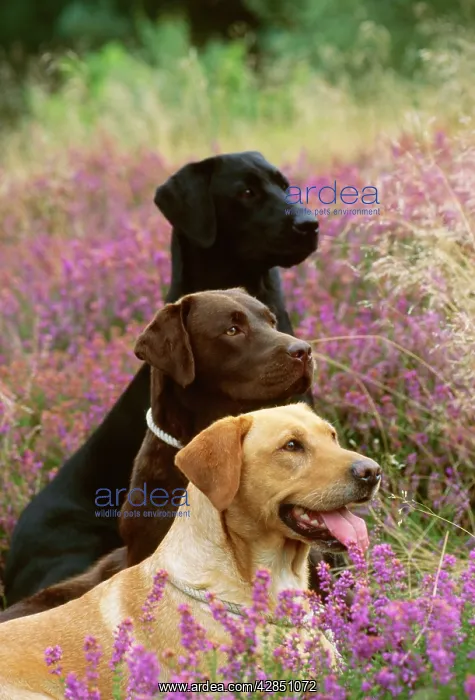  : Labrador Dogs - Yellow chocolate & Black
