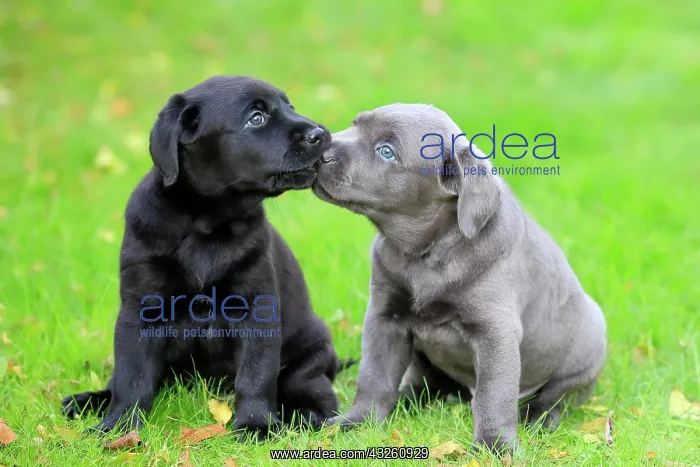 : Labrador domestic dog (Canis lupus familiaris) : Labrador domestic dog (Canis lupus familiaris)