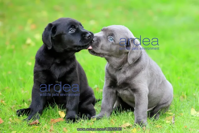 : Labrador domestic dog (Canis lupus familiaris) : Labrador domestic dog (Canis lupus familiaris)