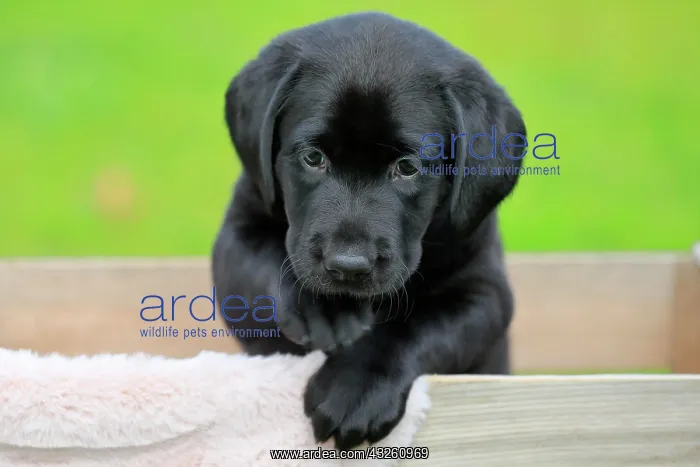 : Labrador domestic dog (Canis lupus familiaris) : Labrador domestic dog (Canis lupus familiaris)