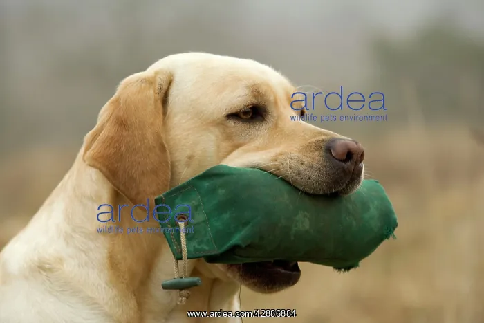 : Labrador - with dummy in mouth : Labrador - with dummy in mouth