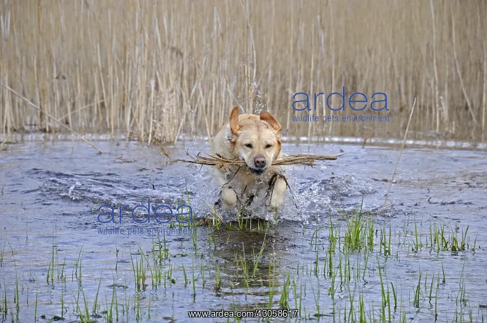 : Labrador female game in a pond : Labrador female game in a pond