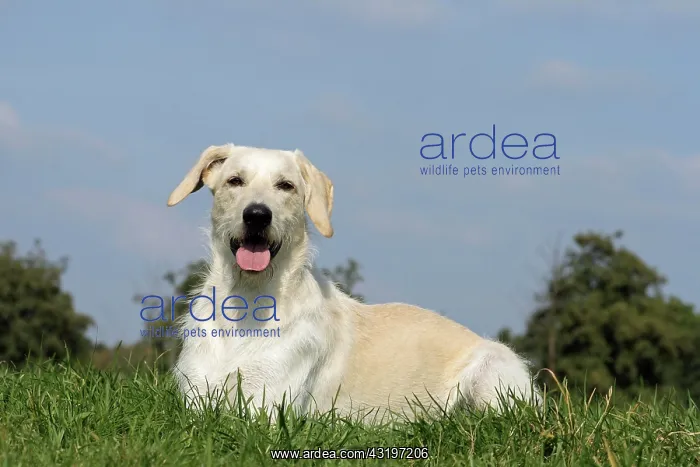 : Labrador - Giant Schnauzer hybrid, male, 2.5 years : Labrador - Giant Schnauzer hybrid, male, 2.5 years