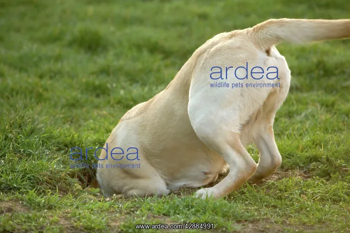  : Labrador - with head down hole