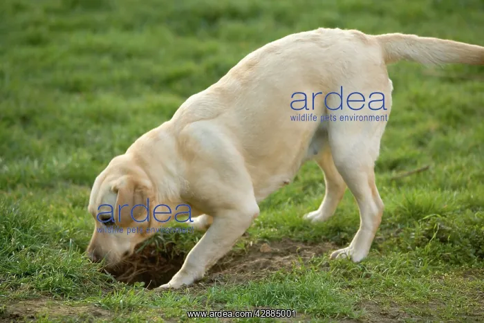  : Labrador - with head down hole