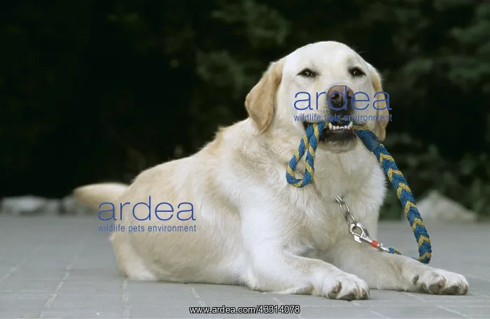 : LABRADOR - holding lead, wanting to be taken for a walk? : LABRADOR - holding lead, wanting to be taken for a walk?