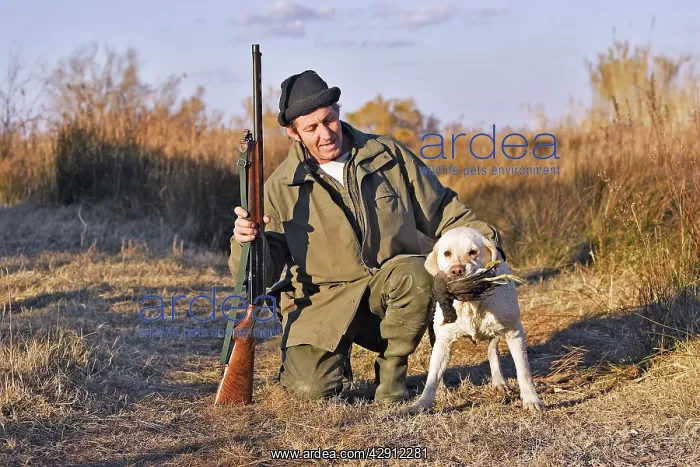 : Labrador - with hunter, carrying gamebird in mouth : Labrador - with hunter, carrying gamebird in mouth