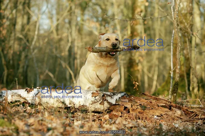 : Labrador - jumping over fallen log with stick in mouth : Labrador - jumping over fallen log with stick in mouth