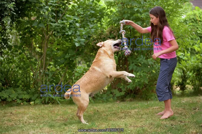  : Labrador - jumping for toy held by young girl