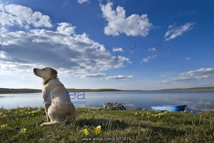 : Labrador at Lake St Andeol Aubrac Lozere France : Labrador at Lake St Andeol Aubrac Lozere France