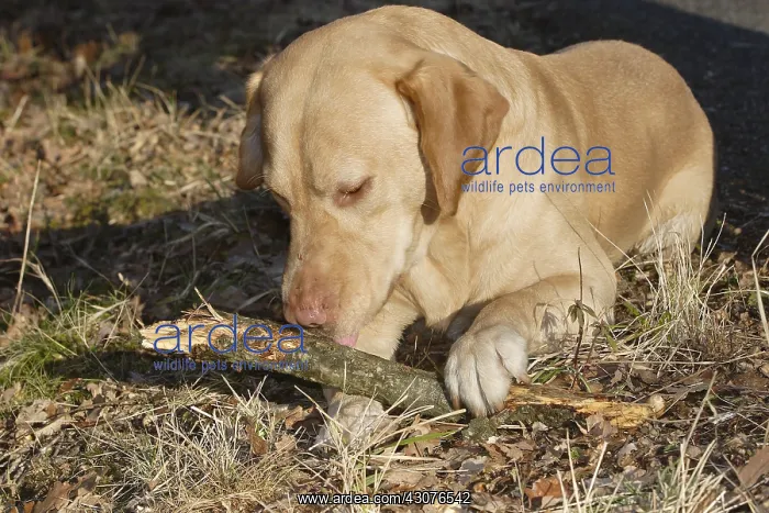 : Labrador licking a piece of wood : Labrador licking a piece of wood