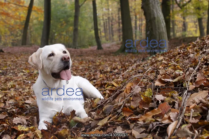: Labrador lying in the leaves in the forest France : Labrador lying in the leaves in the forest France