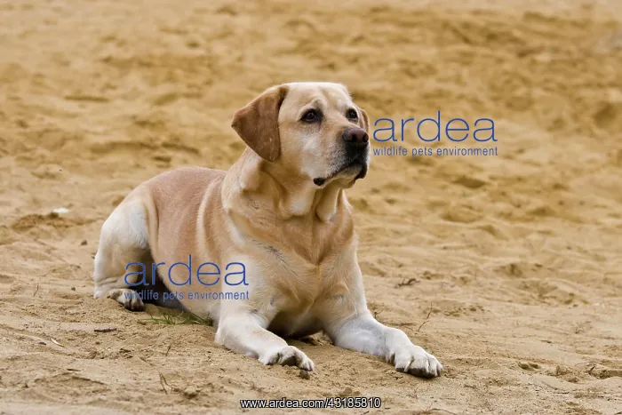 : Labrador lying in the sand : Labrador lying in the sand