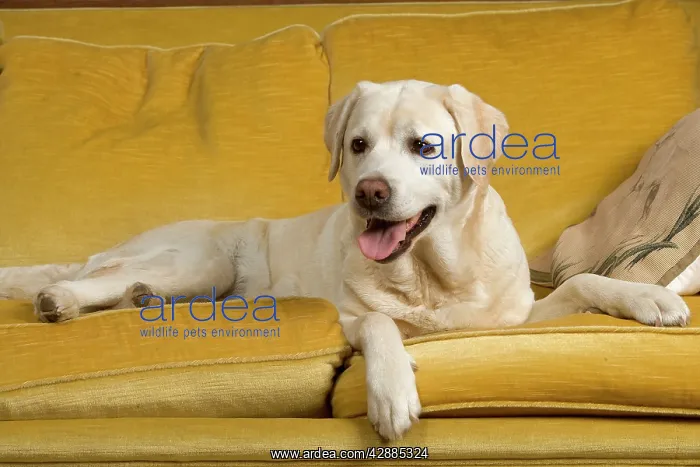  : Labrador - lying on sofa